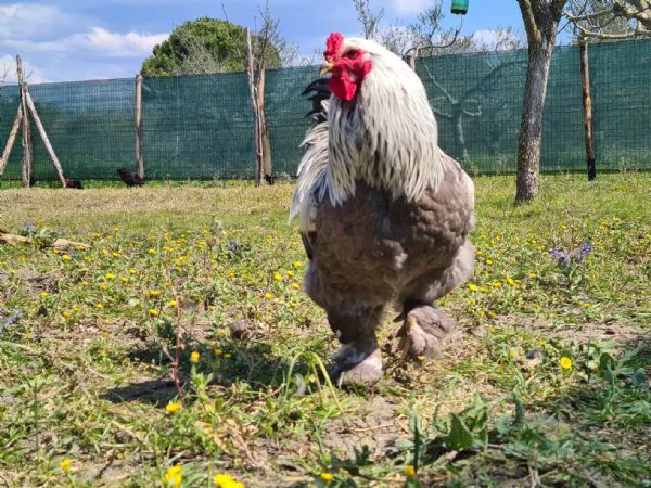 Uova feconde di brahma argento 