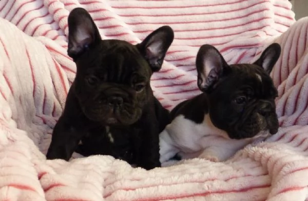 cuccioli di bulldogue francese | Foto 2