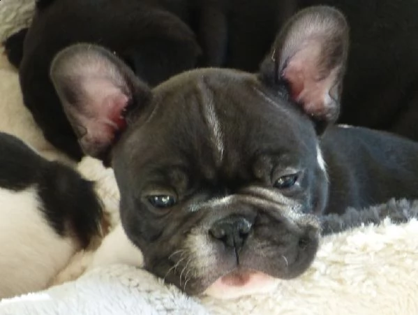 cuccioli di bulldogue francese