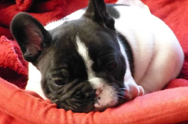 cuccioli di bulldogue francese | Foto 1