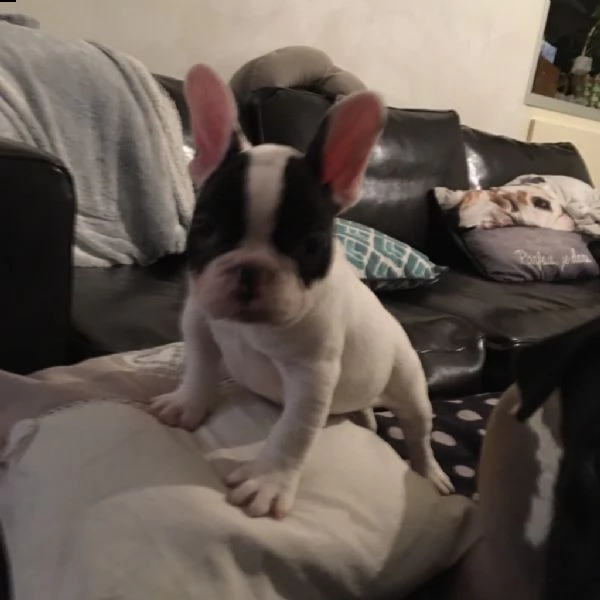 cuccioli di bulldogue francese | Foto 0