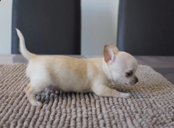 ho cuccioli molto belli di chihuahua | Foto 3