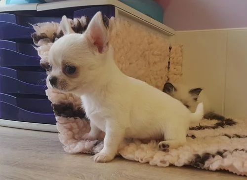 ho cuccioli molto belli di chihuahua | Foto 2