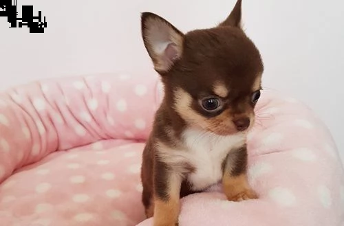 ho cuccioli molto belli di chihuahua