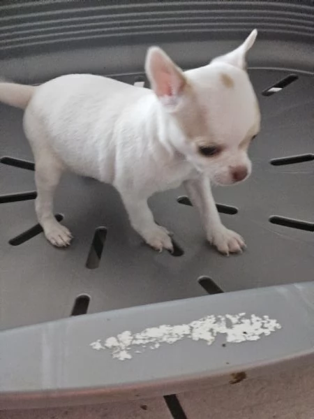 Chihuahua femmina  | Foto 5