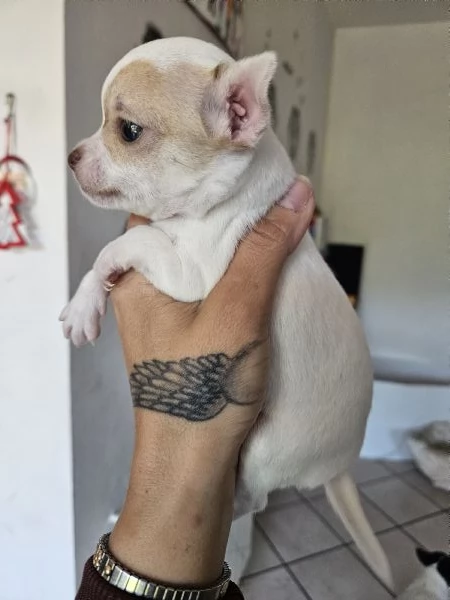 Chihuahua femmina  | Foto 3