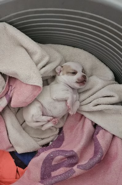 Chihuahua femmina  | Foto 2