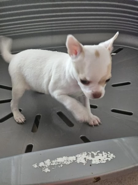 Chihuahua femmina  | Foto 1