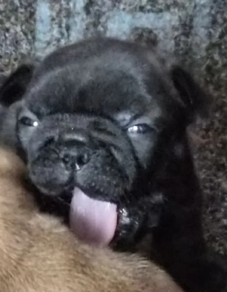 Cuccioli bulldog francese  | Foto 0
