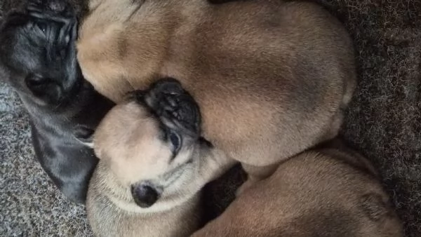 Cuccioli bulldog francese 