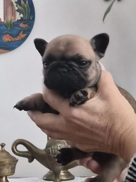 Cuccioli di bouledogue francesi 