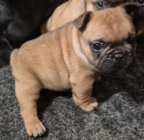 Cucciola bouledogue francese 