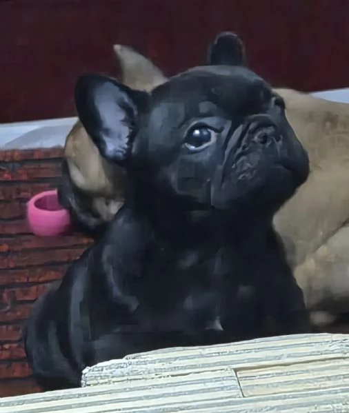 Cucciola di bouledogue francese 