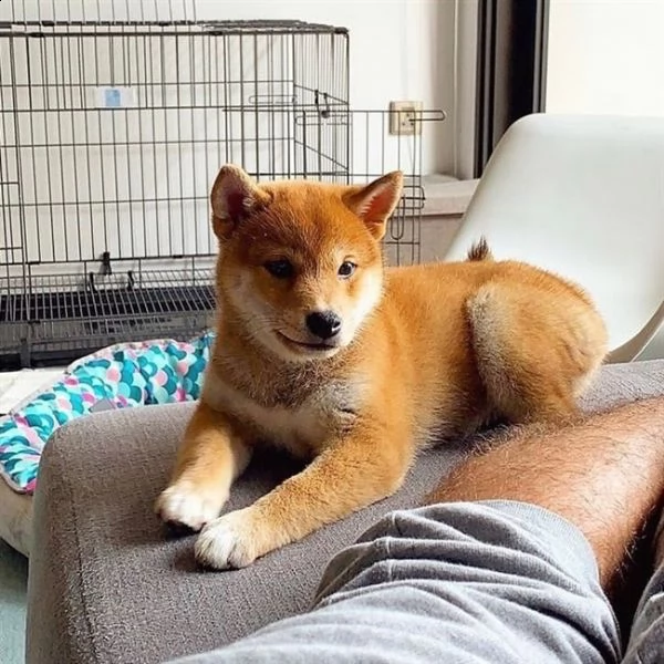 abbiamo questi adorabili cuccioli shiba inu che sono pronti per una nuova casa eterna hanno 14 sa