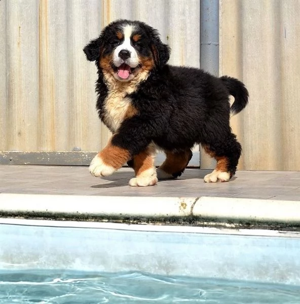 bovaro del bernese disponibile sesso femmina e maschio etagrave attuale 12 settimane