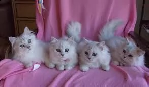 gattini di persiano maschio e femminille  che sono pronte per ladozione