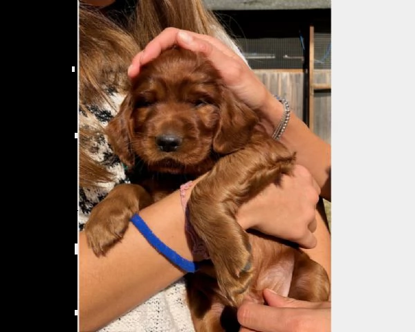 cuccioli setter irlandese