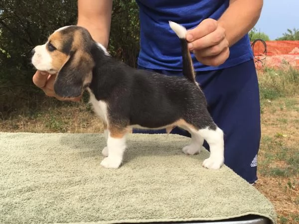  bellissimi cuccioli di beagle