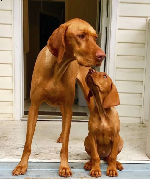 cuccioli di bracco ungherese vizsla con pedigree disponibili