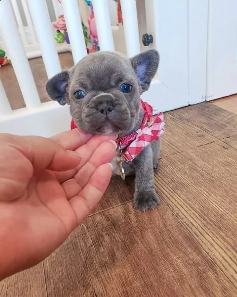 cuccioli di bulldog  bouledogue francese blu pedigree