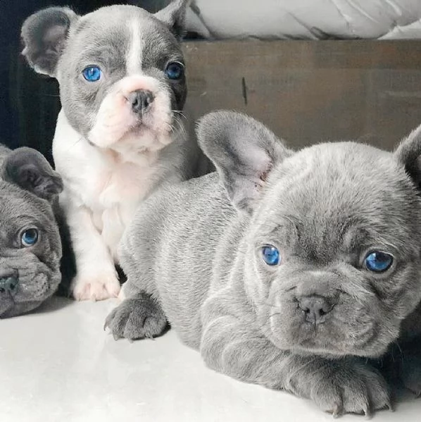 cuccioli di bulldog  bouledogue francese blu pedigree | Foto 4