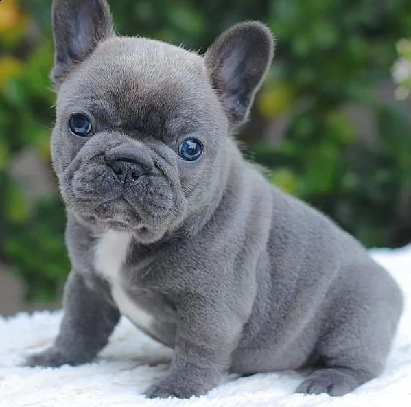 cuccioli di bulldog  bouledogue francese blu pedigree | Foto 3