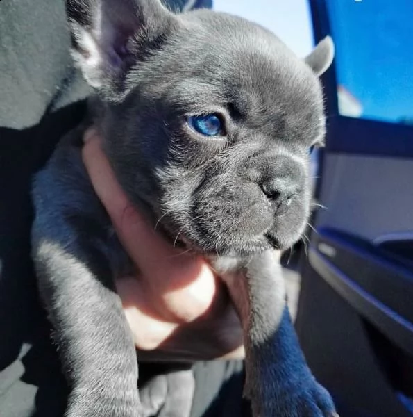cuccioli di bulldog  bouledogue francese blu pedigree | Foto 2