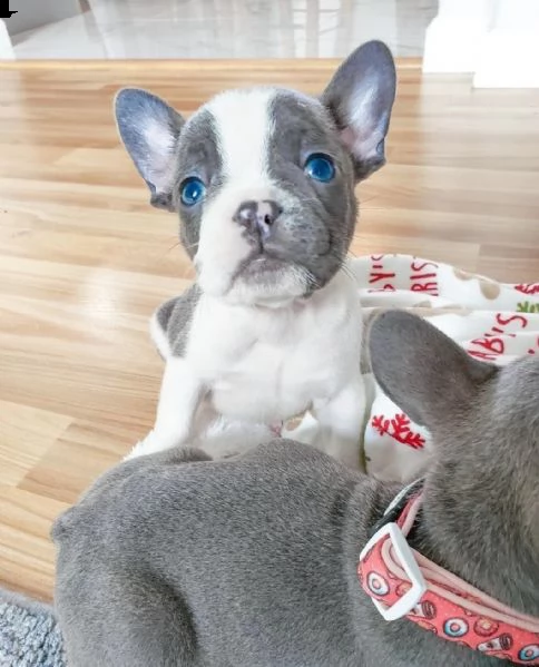 cuccioli di bulldog  bouledogue francese blu pedigree | Foto 1