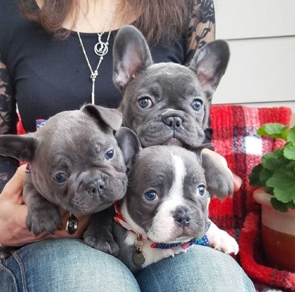 1 Coppia Di Pantofole Da Donna Con Bulldog Francese Ricamato - Foto 3