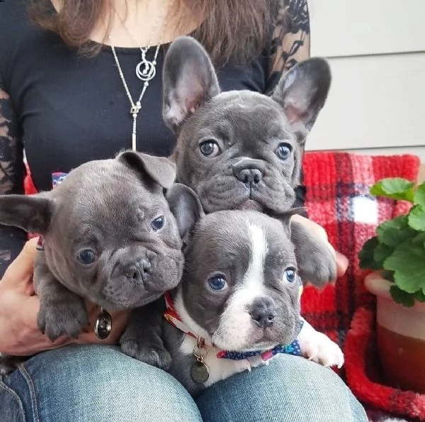 cuccioli di bulldog  bouledogue francese blu pedigree | Foto 0
