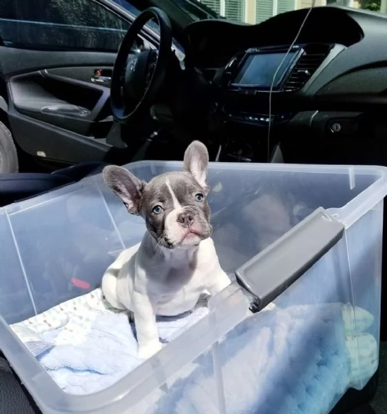 cuccioli di bulldog francese blu e tutti  colori | Foto 3