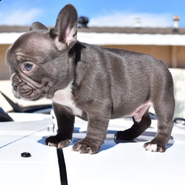 cuccioli di bulldog francese blu e tutti  colori | Foto 2