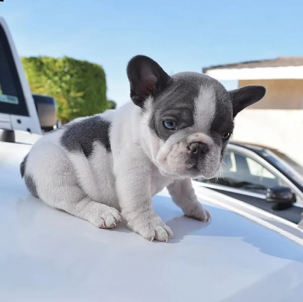 cuccioli di bulldog francese blu e tutti  colori | Foto 1