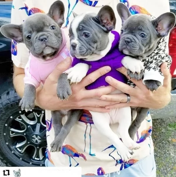 cuccioli di bulldog francese blu e tutti  colori | Foto 0