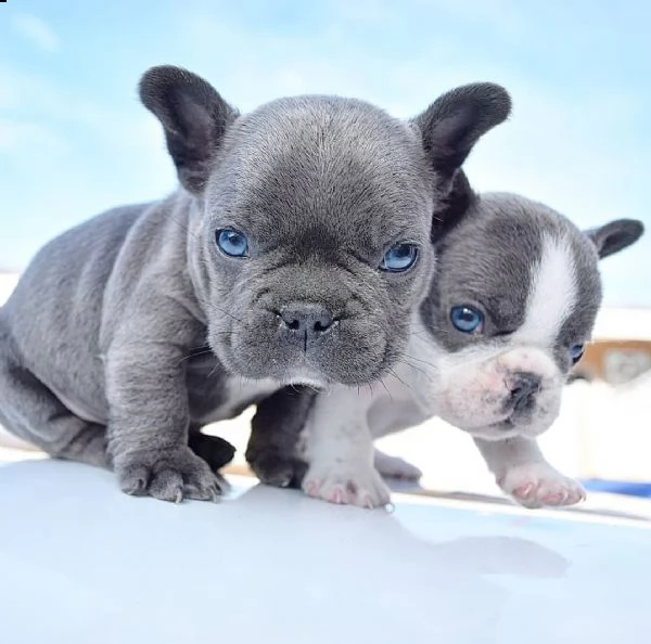Vendita Bouledogue da Privato a Bologna cuccioli di bulldog francese blu e tutti colori