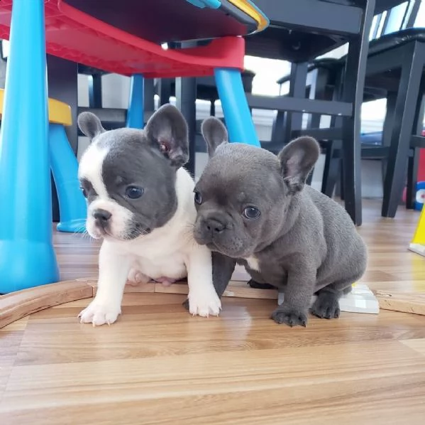 cucciolata bulldog francese blu e vari colori | Foto 4