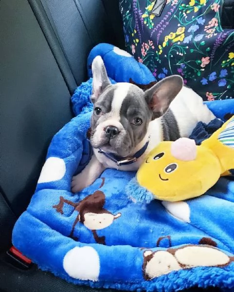 cucciolata bulldog francese blu e vari colori | Foto 3