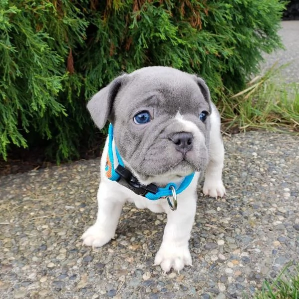 cucciolata bulldog francese blu e vari colori | Foto 2