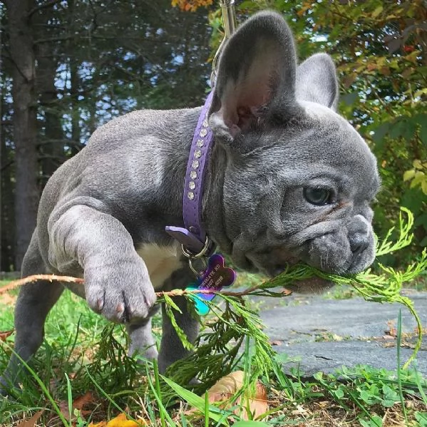cucciolata bulldog francese blu e vari colori | Foto 1