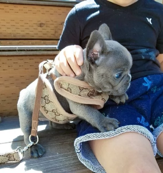 cucciolata bulldog francese blu e vari colori