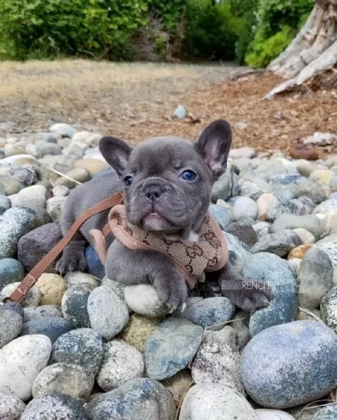 cucciolata bulldog francese blu e vari colori | Foto 0