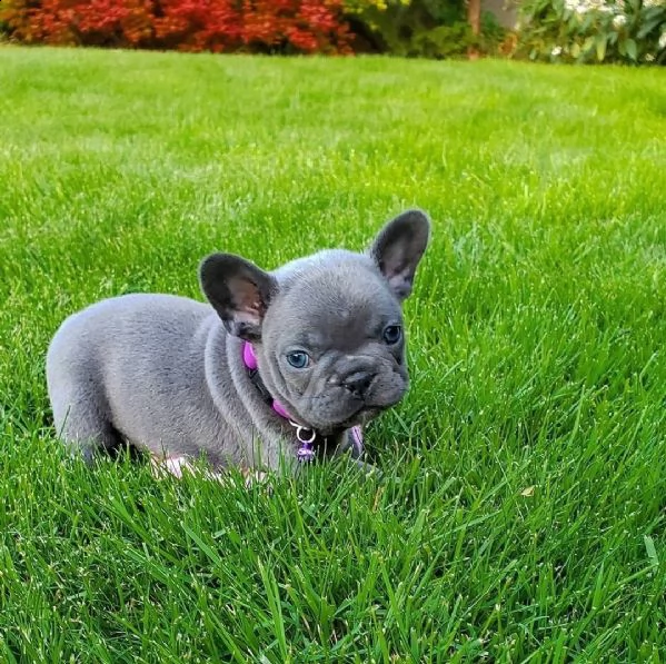 cucciolata di bulldog francese blu e varia colori 