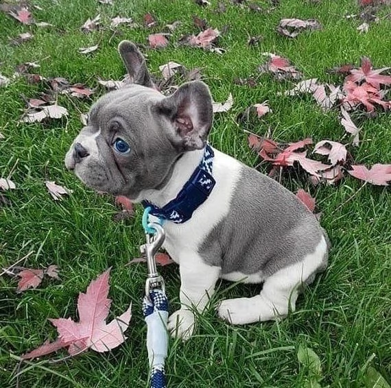 cucciolata di bulldog francese blu e varia colori  | Foto 4