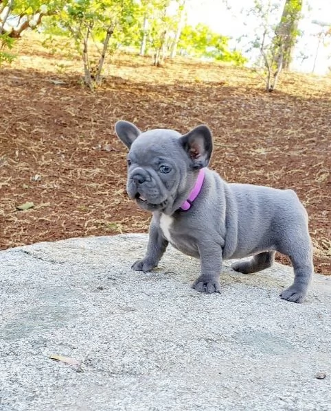 cucciolata di bulldog francese blu e varia colori  | Foto 3