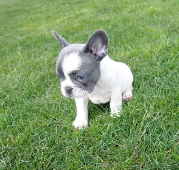 cucciolata di bulldog francese blu e varia colori  | Foto 2