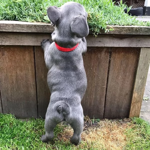 cucciolata di bulldog francese blu e varia colori  | Foto 1