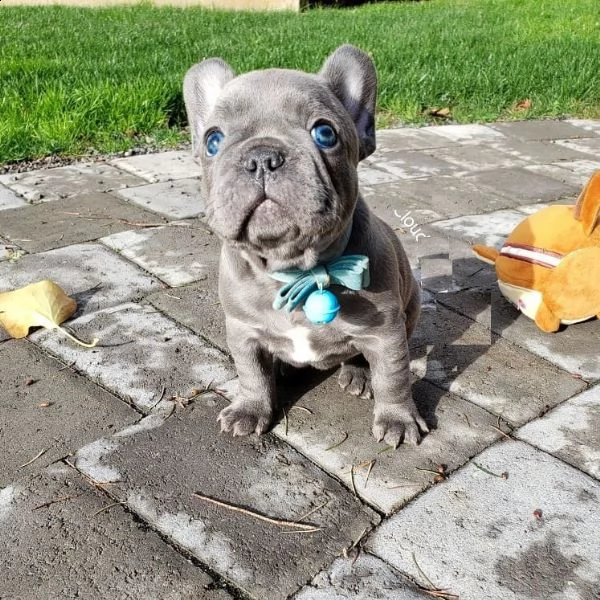 cucciolata di bulldog francese cuccioli blu  | Foto 4