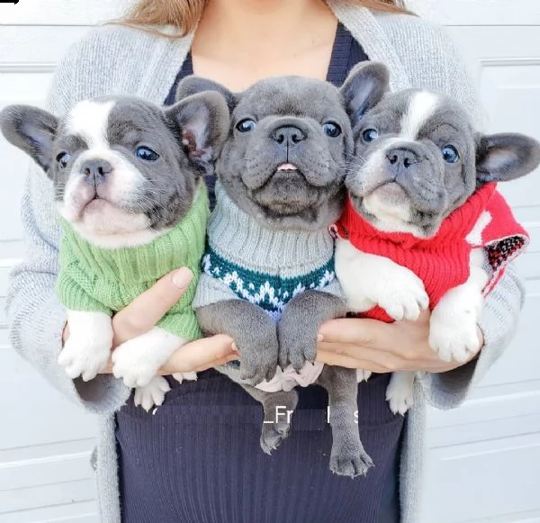 cucciolata di bulldog francese cuccioli blu  | Foto 2