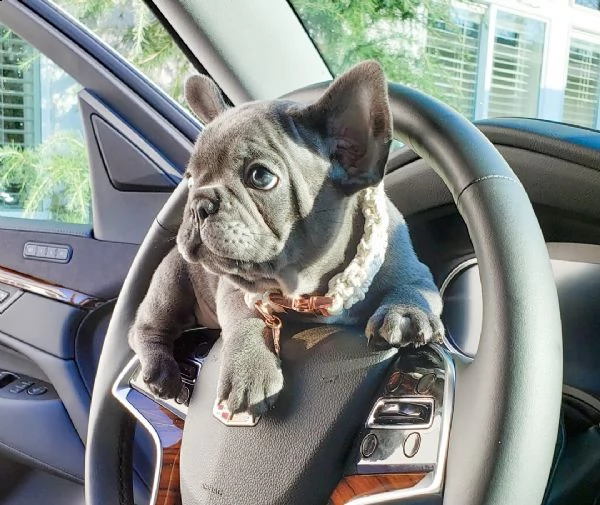 cucciolata di bulldog francese cuccioli blu  | Foto 1