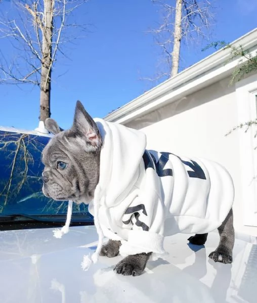 cucciolata di bulldog francese cuccioli blu 